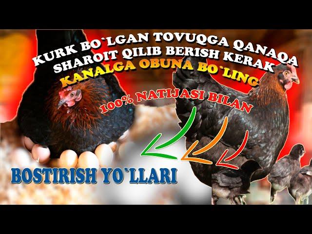 KURK BO`LGAN TOVUQGA QANAQA SHAROITDA BOSTIRISH KERAK // TO`LIQ MA'LUMOT 100%