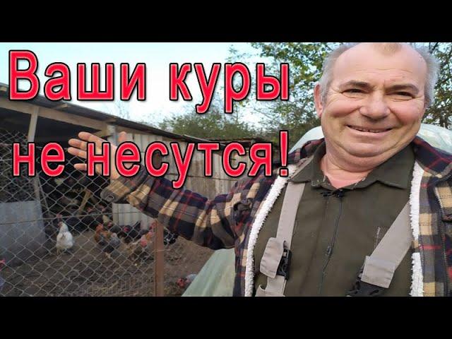 Ваши куры не несутся! | Яйценоскость птицы.