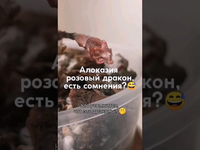 Клубни алоказии, в чём проращивать