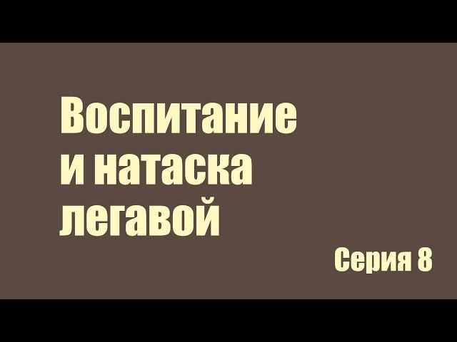 Воспитание и натаска легавой 8 серия