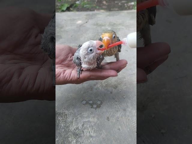 Melatih lovebird jinak+skill FF #burung #burunglovebird #burungjinak