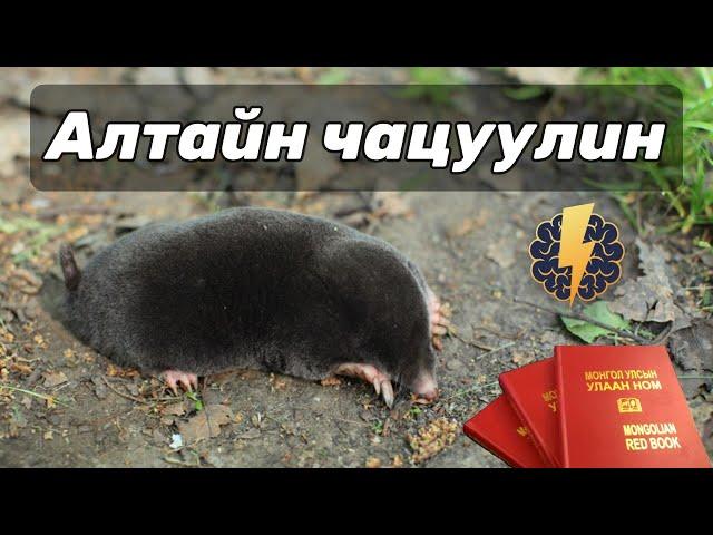 Алтайн чацуулин - Talpa altaica / Монгол улсын улаан ном #2