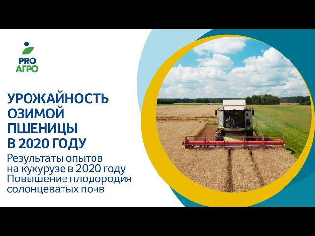 Урожайность озимой пшеницы в 2020 году. Результаты опытов на кукурузе в 2020 году.