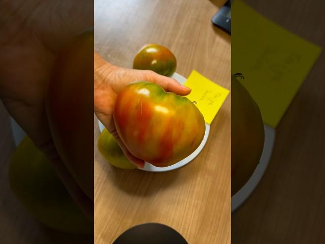 Tomate „Taiga“  Томат «Тайга» #garden #tomate #taiga #томат #тайга