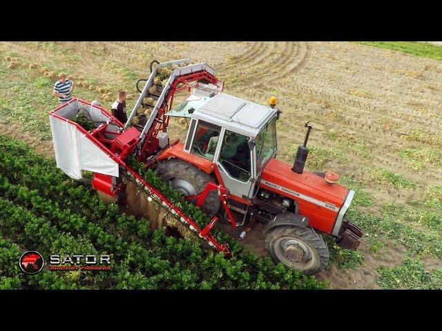 Sator Compakt - Kombajn do selera / Celery Harvester