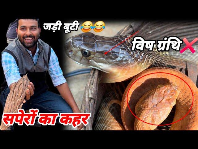 सपेरों से सावधान। cobra snake। cat snake। snake rescue।#teamazn