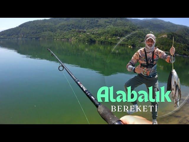 ALABALIK ÇOŞTU. alabalık avı. müthiş su yılanı balık avladı. #yılan #fishing #alabalıkavı #fish