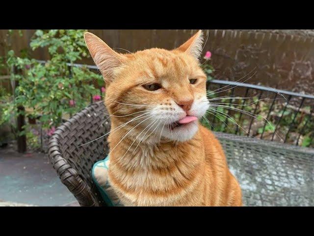 You Need a FUNNY CAT for Daily Laughs  Funny Animals Videos 2024