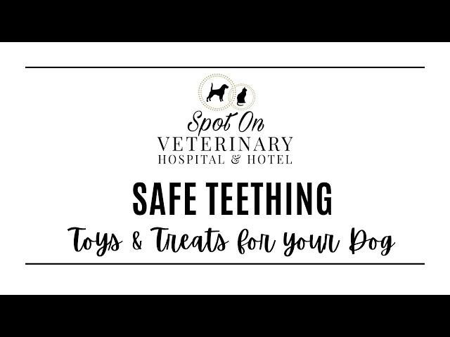 Safe teething toys & treats for your Dog