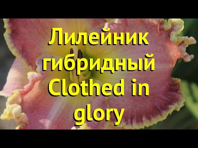 Лилейник гибридный клоузд ин глори. Краткий обзор, описание hemerocallis Clothed in glory