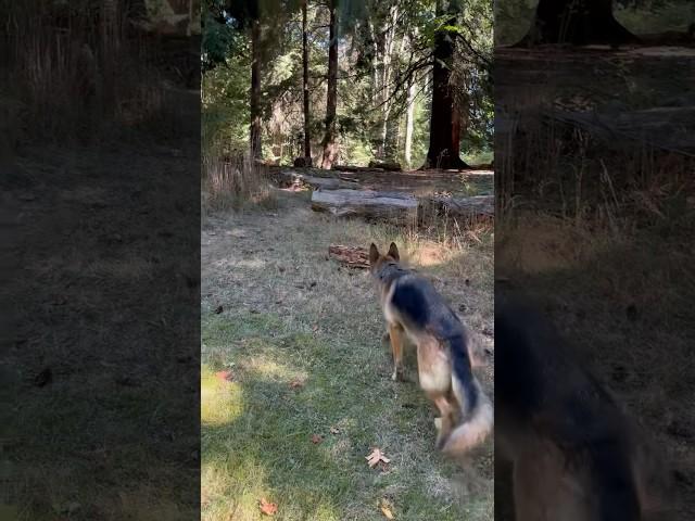 Remy stalks Mr. Squirrel #dog #germanshepherd #gsd