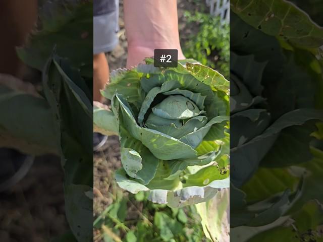 Cabbage & beef stir-fry #garden #inspired 