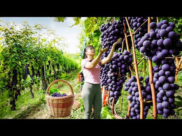 Harvesting Grapes Goes To Market Sell - Harvest and preserve onions | Tiểu Vân Daily Life