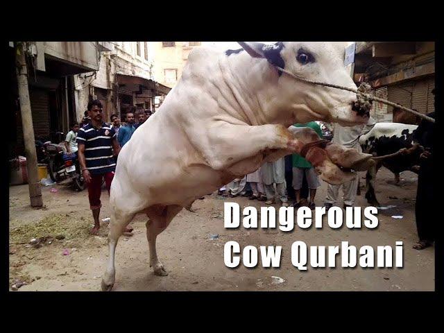 Tiktok famous videos of Dangerous  Cows 2020 Bakra Eid