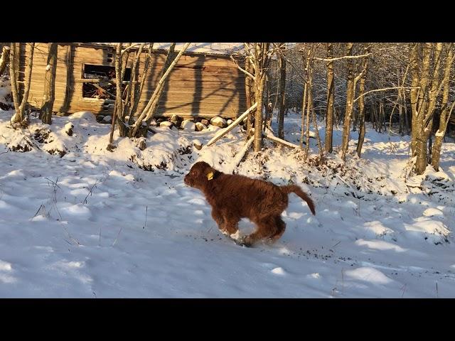 Scottish Highland Cattle In Finland: Fluffy baby cow and snow 22nd of November 2017