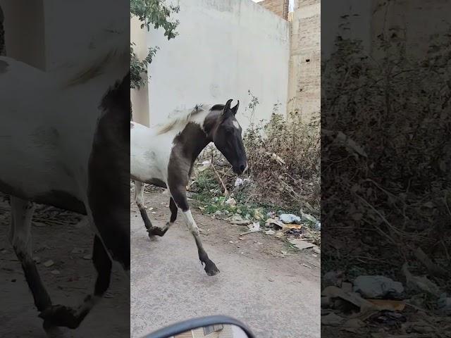 dauda dauda ghoda dum uthakar dauda #lakdikikathikathikaghoda #daudaghoda #horseriding #horse #yt