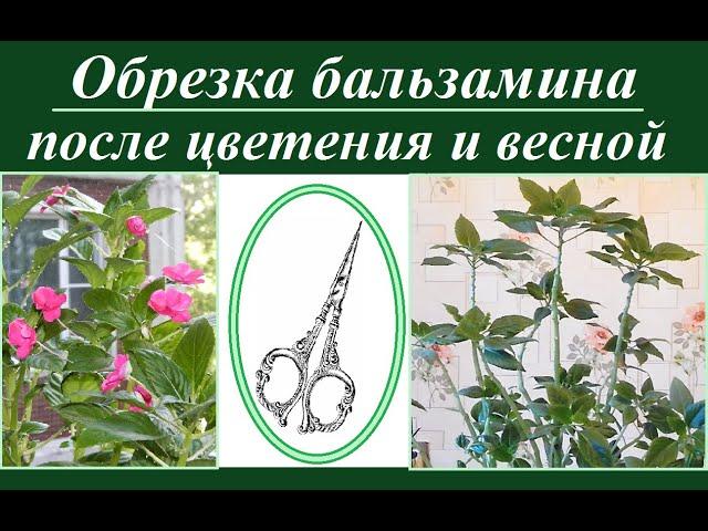 Бальзамин. Обрезка после цветения (или к весне).