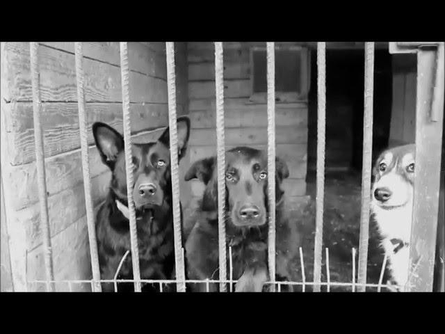 Жестокость к животным это насилие над личностью