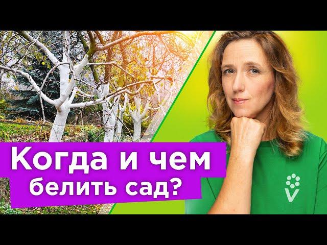 ТАКАЯ ПОБЕЛКА ЗАЩИТИТ ДЕРЕВЬЯ ОТ РАКА И НЕ СМОЕТСЯ ЗА ЗИМУ ДОЖДЯМИ! Когда и как правильно белить сад