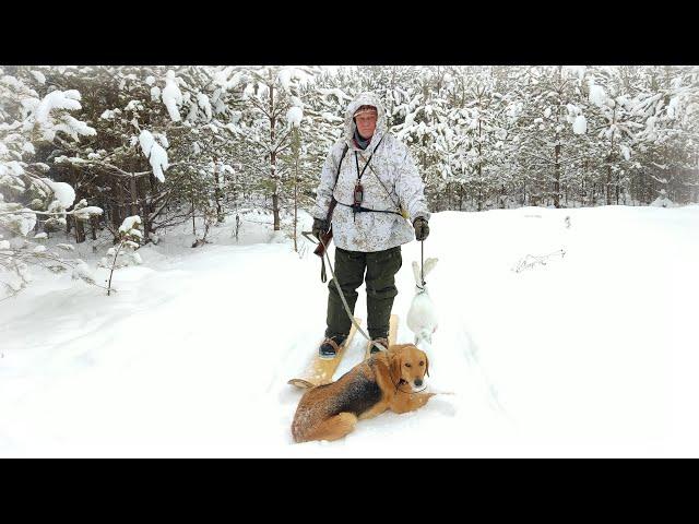 Внимание розыск! Охота на зайцев с гончими пошла не по плану. Повезло, что так всё закончилось.