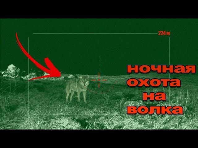 Охота на волка night wolf hunting 2024