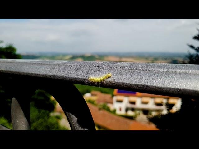 Caterpillar Slow Motion Nature Footage Insects Life Nature Textures Channel