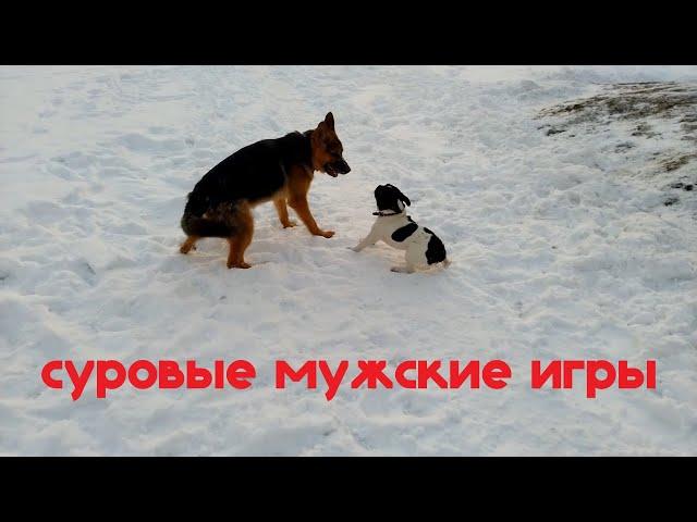 Бульдог против овчарки. Суровые мужские игры.