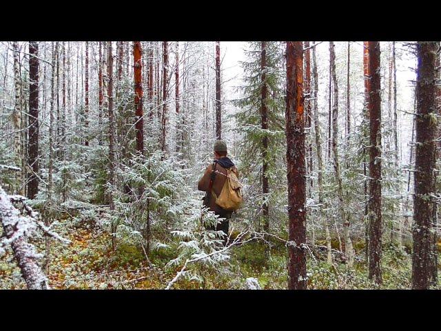 Охота по первому снегу. Тулан в крови. Идём к избе у ручья. 17 серия /ВТОРАЯ ИЗБА ОСЕНЬ 2022/