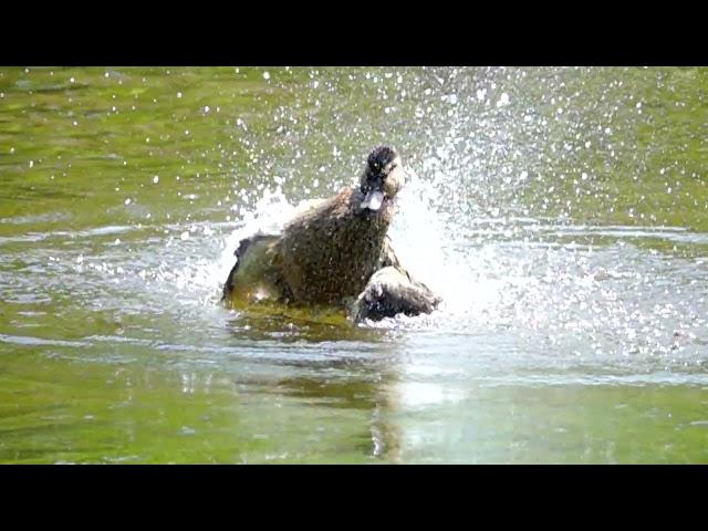 Stockenten Dame badet