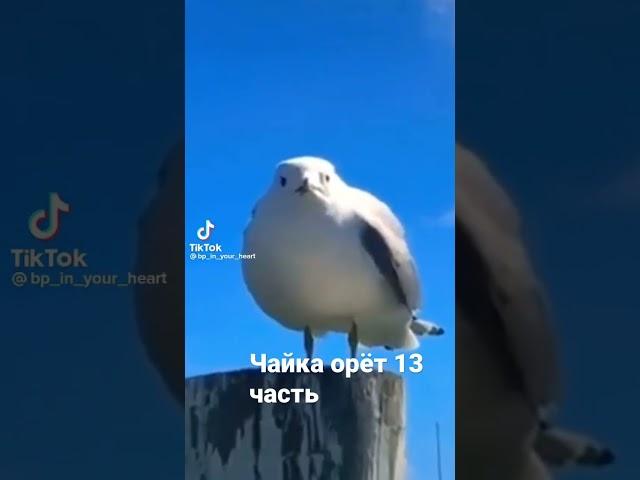 Чайка орёт 13 часть