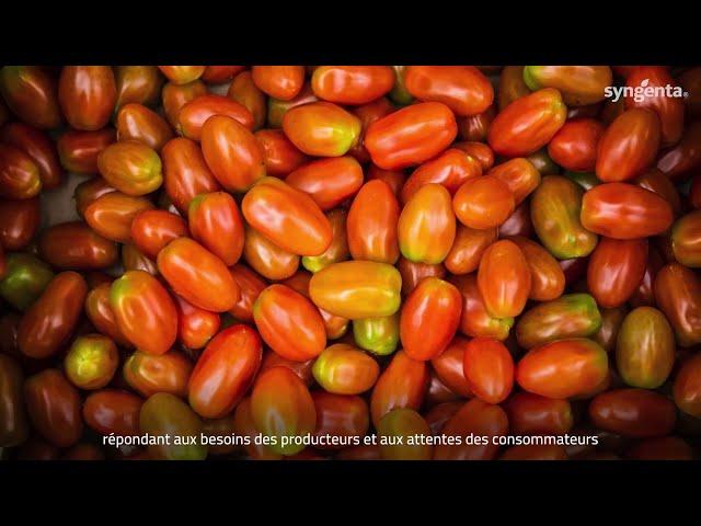 Syngenta Vegetable Seeds : La Tomato Vision