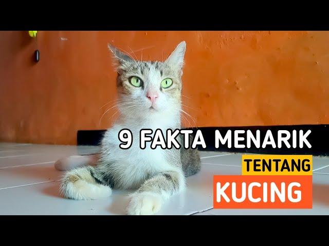 CATLOVERS WAJIB TAU | 9 FAKTA UNIK TENTANG KUCING