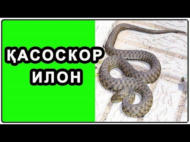 Qasoskor ilon | Қасоскор илон