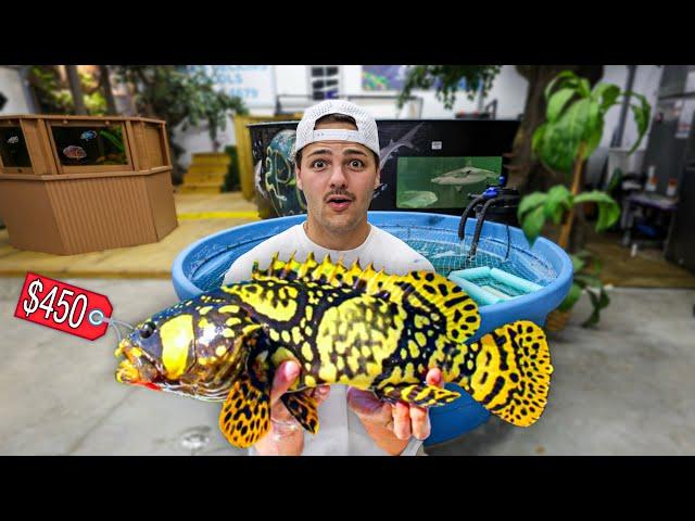 I got BUMBLE BEE GROUPERS for My POND!!