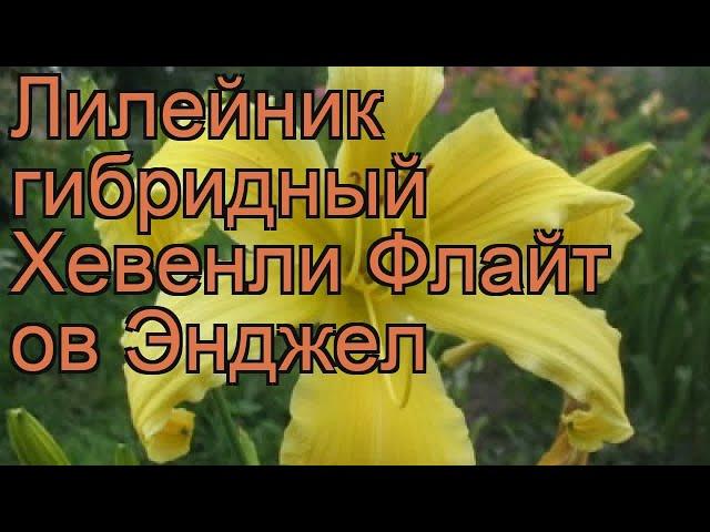 Лилейник гибридный Хевенли Флайт ов Энджел  обзор: как сажать, рассада лилейника