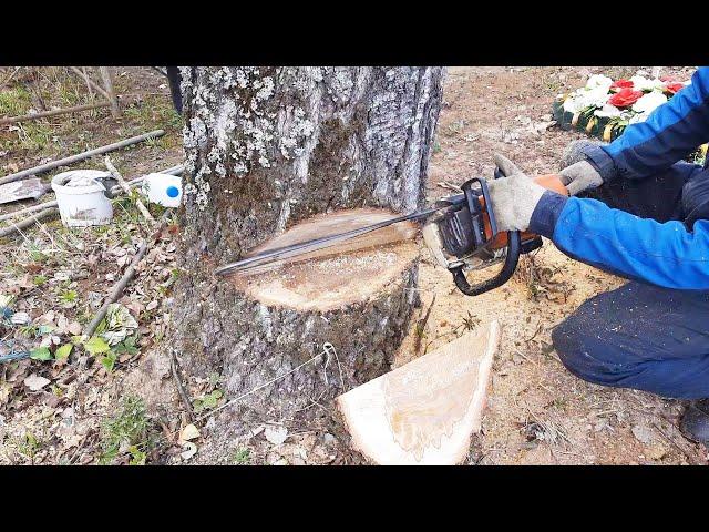 Как спилить дерево что бы упало в нужном направлении How to cut down a tree in the right direction