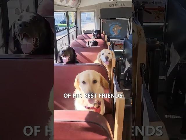 Doggy Daycare Bus: Cooper 