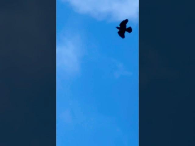 Jackdaw Flying In The Wind | Whirlow Hall Farm Trust #birds #avian #nature