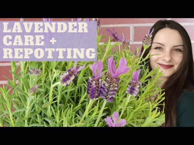 How to Take Care After LAVENDER Plant | Various Varieties of Lavender