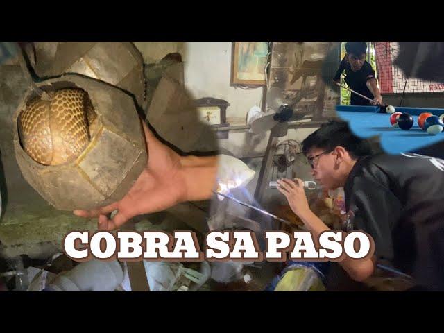 DALAWANG COBRA NA NAG TATAGO SA MGA TAMBAK SA LOOB NG BAHAY #cobraprince