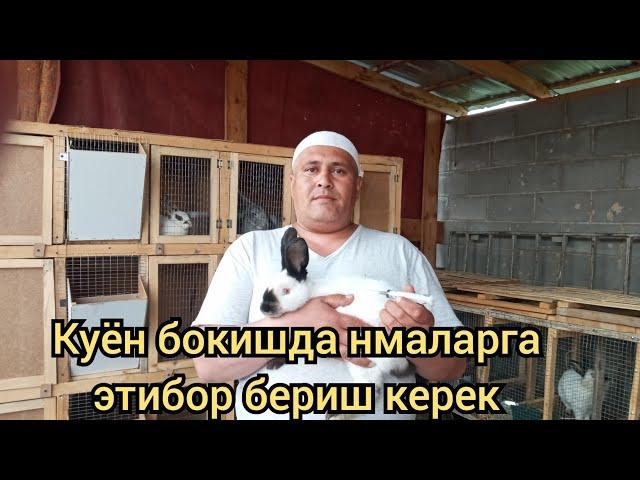 Куён бокишда нималарга этибор бериш керек