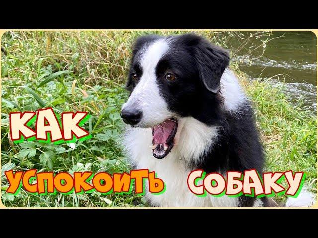 Как успокоить собаку. Паттерн–игры с собакой для снятия возбуждения