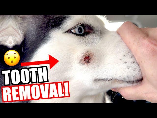 Siberian Husky Has Tooth Removed!!!