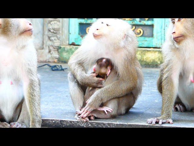 Sweet Mommy Malina Gets Scared Of Big Female Monkey, Malina Escapes Mark Away