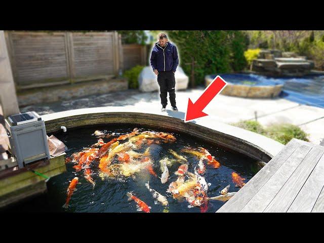 Delivering a 98cm Japanese Koi Fish! 