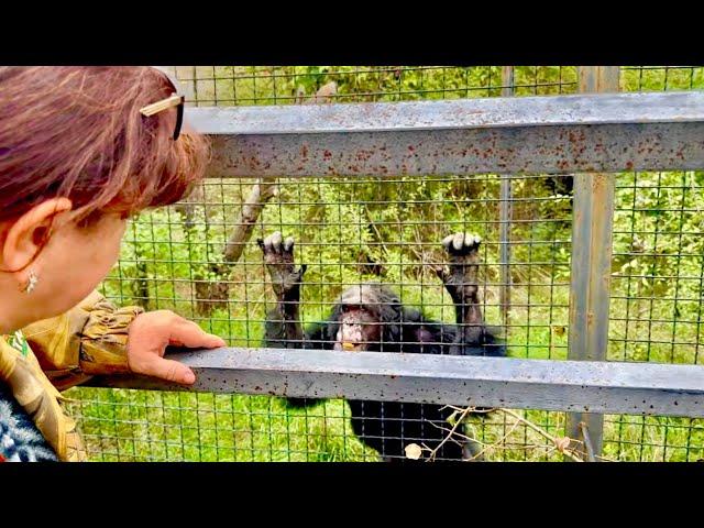 Мама вернулась и подъехала к шимпанзе Сене, он так соскучился! Архив.