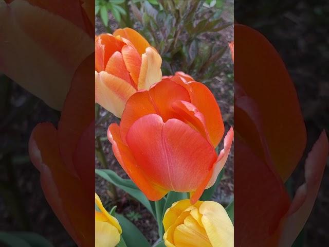 Как продлить цветение тюльпанов в саду