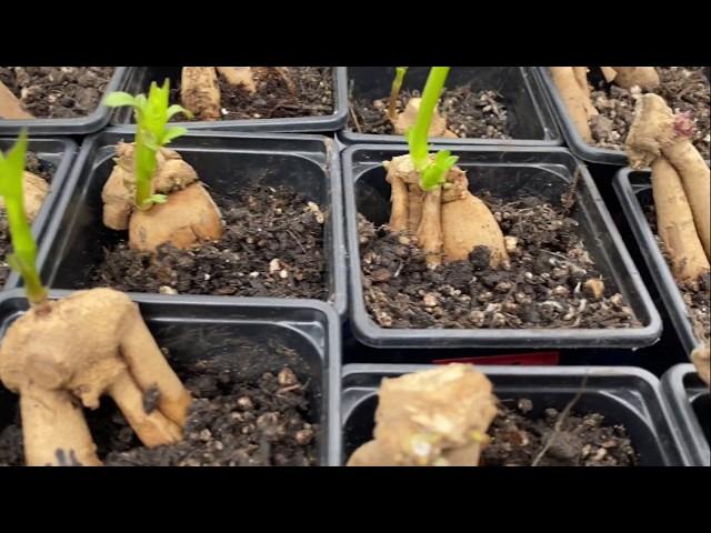 How To Take Dahlia Cuttings 100%