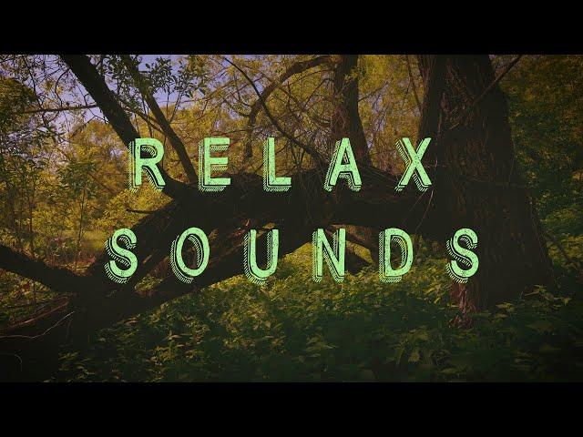 Forest sounds, birdsong for relaxation and sleep. Звуки природы, пение птиц, красивый лес. Релакс.