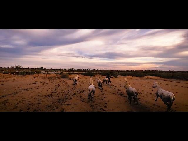 The Wild Horses of Camargue, Southern France - from an FPV drone.  DragonWing - Cinematic FPV.